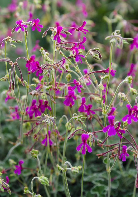 20230303-Victoria Hawthorn East-370-Edit