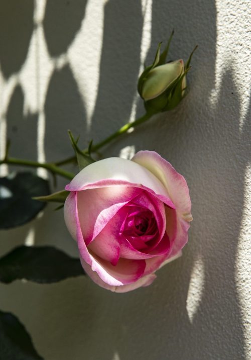 pierre de ronsard weeping rose